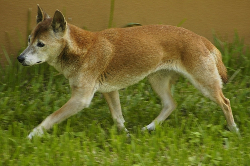 Chien chanteur.jpg