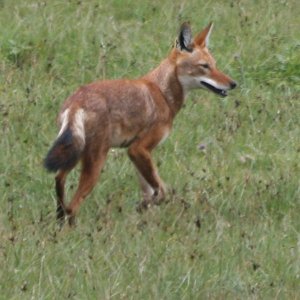 Loup d'Abysssinie.jpg