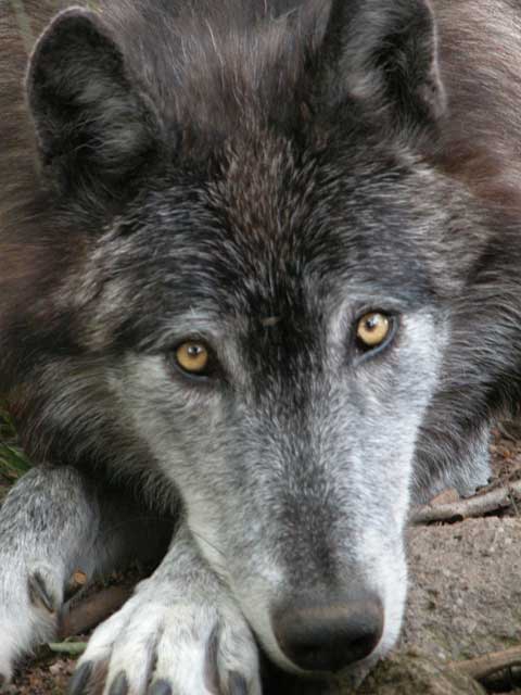 loups_du_canada_02.jpg