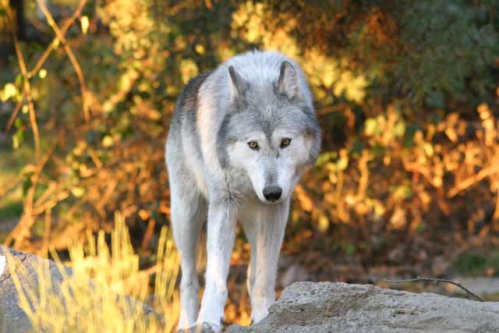 loups_du_canada_01.jpg