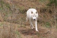 loup_arctique_du_canada-200x133.jpg