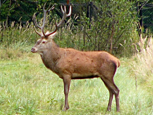 cerf.jpg