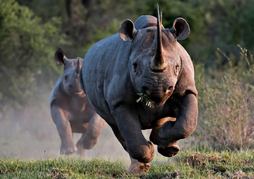 rhinocéros1.png