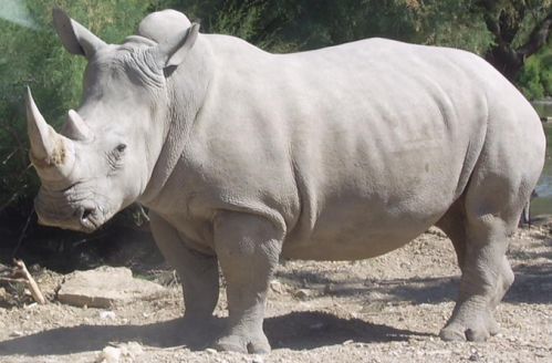 rhinoceros.png