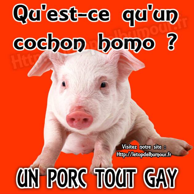 cochon gay.jpg