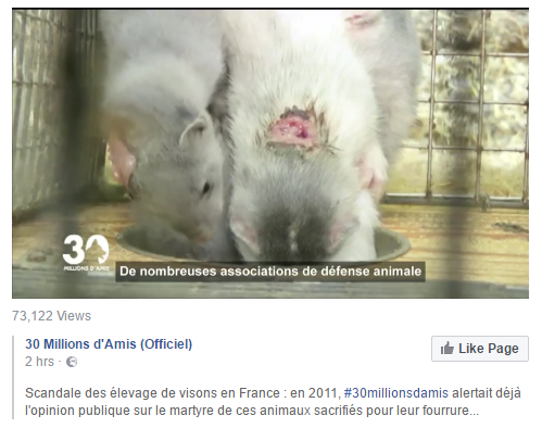 animaux fourrure.png