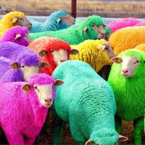 moutons couleurs.jpg