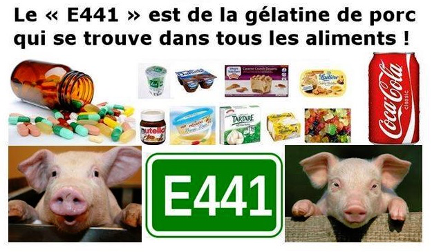 cochon porc E441.jpg