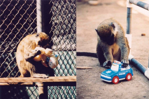 gender-toys-macaques.jpg