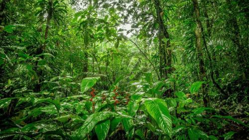 oloc-imge-jardin-botanique-guyane.jpg