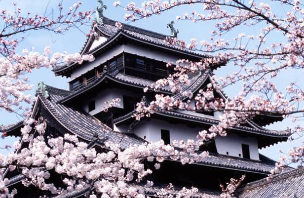Un cerisier en fleurs devant le château de Matsue au Japon en 2003. 
