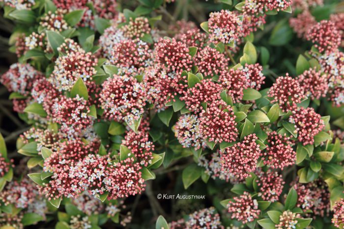 Skimmia