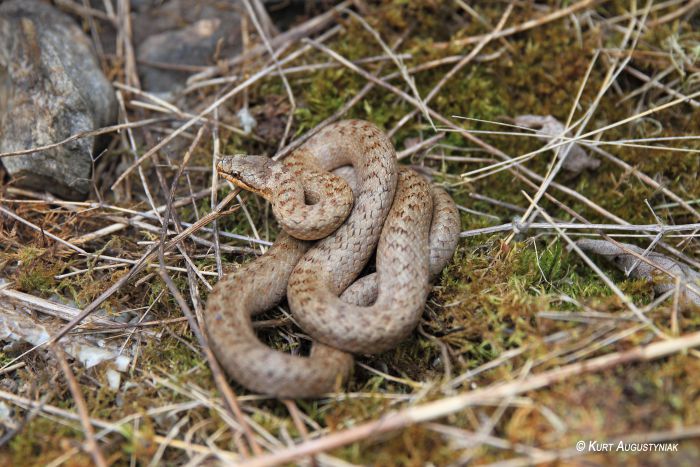 La COULEUVRE CORONELLE . Serpent inoffensif, n'hésite pas a mordre une fois dérangé,souvent confondue avec une vipère.Taille adulte : 40 à 70 cm.
