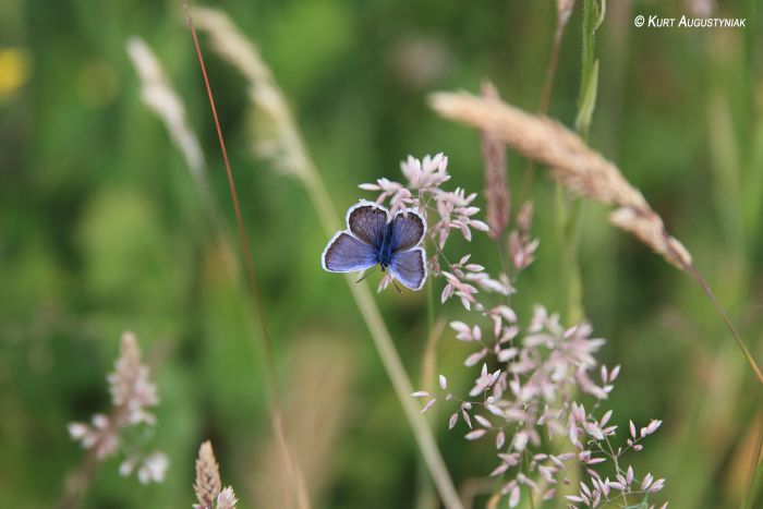 PAPILLON