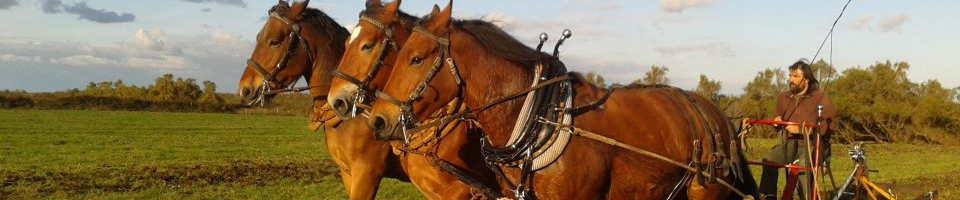 traction-animale-vendee