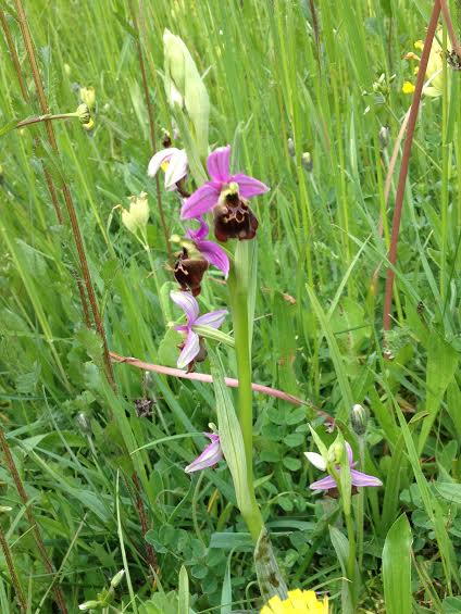 N°21 orchidée sauvage - fort de Vaux.jpg