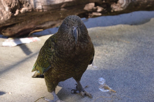 kea moutain parrot.jpg