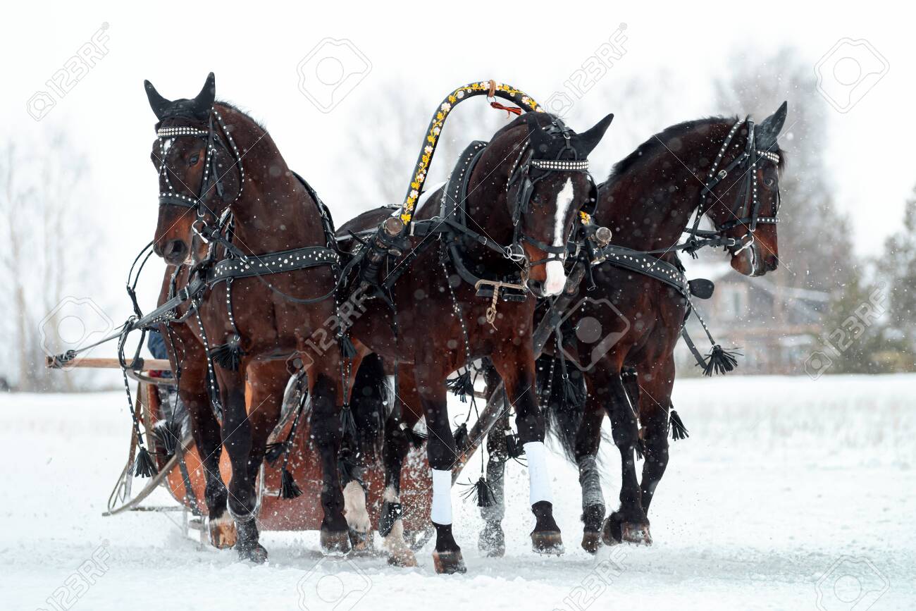 141457799-troïka-russe-traditionnelle-de-chevaux-trois-chevaux-tirant-un-traîneau-en-hiver-dans-la-neige