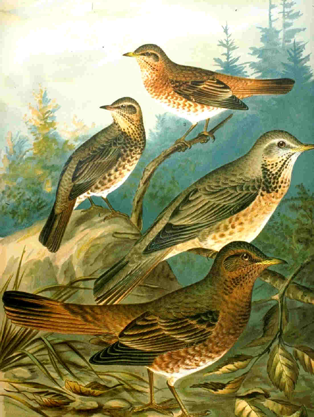 Turdus_naumanni_naumanni_NAUMANN