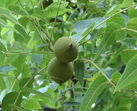 black-walnuts-forming.jpg