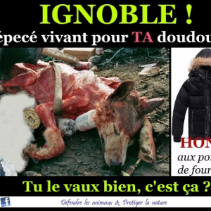 animaux 13.png