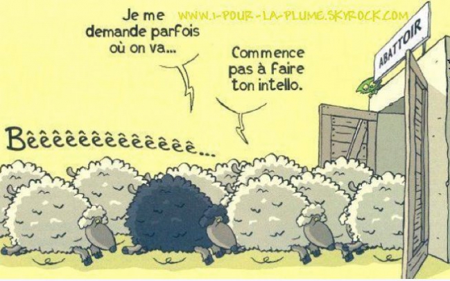 moutons dessin.jpg