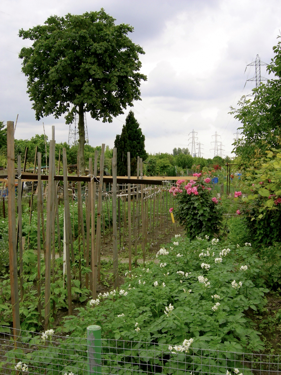 Jardins familiaux 051.jpg