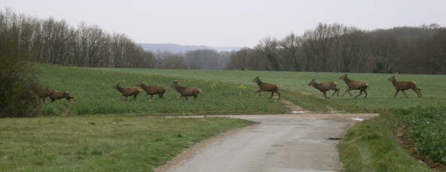 Une harde en lisière de forêt à HERMERAY