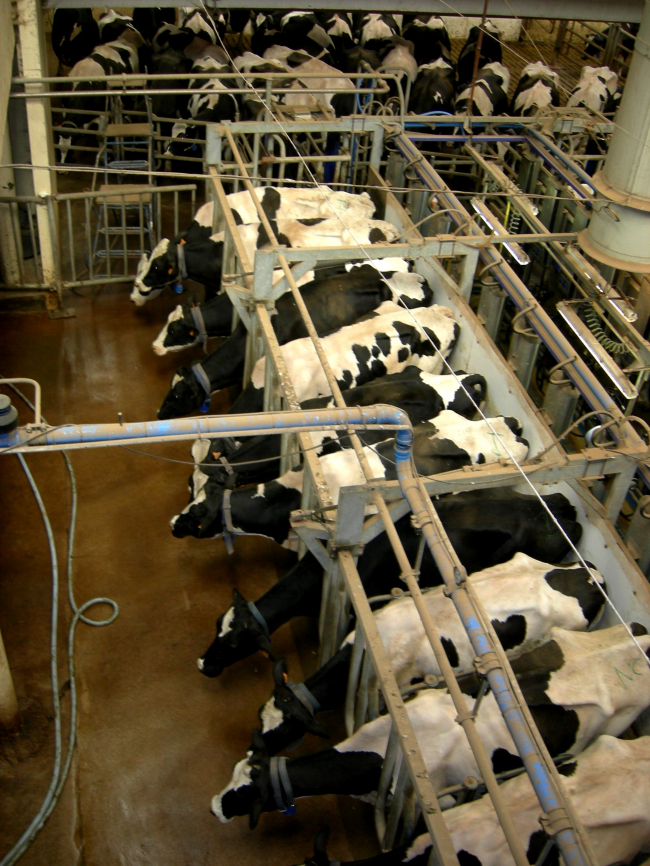 La ferme école de l'I.N.R.A à THIVERVAL GRIGNON