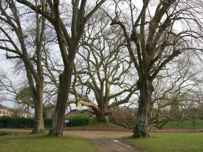 L'arbre de Diane de CLAYES SOUS BOIS