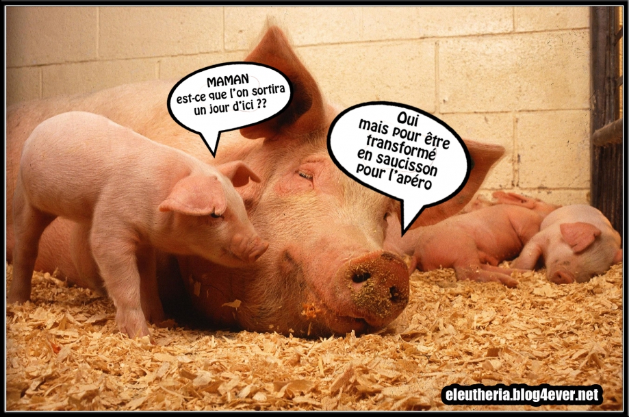 eleutheria.blog4ever.net-cochon saucisson jambon defense animal porc abatoire.jpg