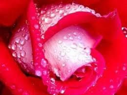 Rosée de rose.jpg