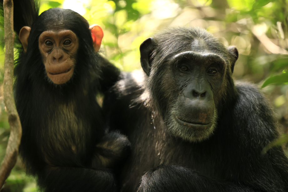 lempire-des-chimpanzes-photo-1474927.JPG