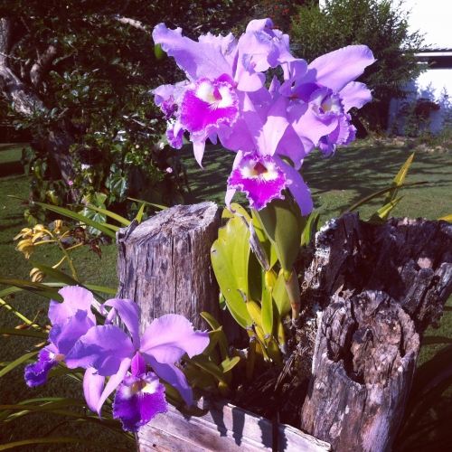 orchidées.JPG