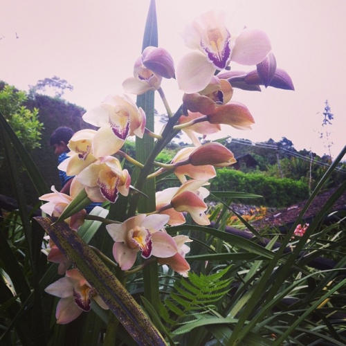 orchidées2.jpg