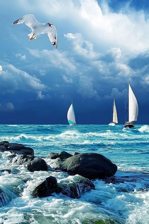Bord de mer avec rochers goelands et voiliers.jpg