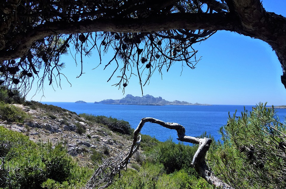 Branche de pin sur un paysage de bord de mer.jpg