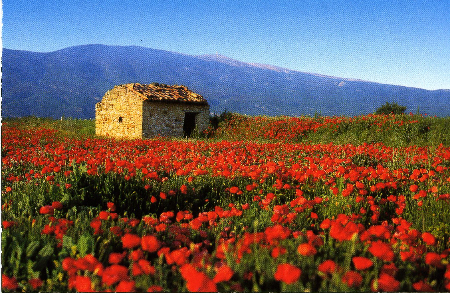 Cabanon dans un champ de coquelicots.jpg