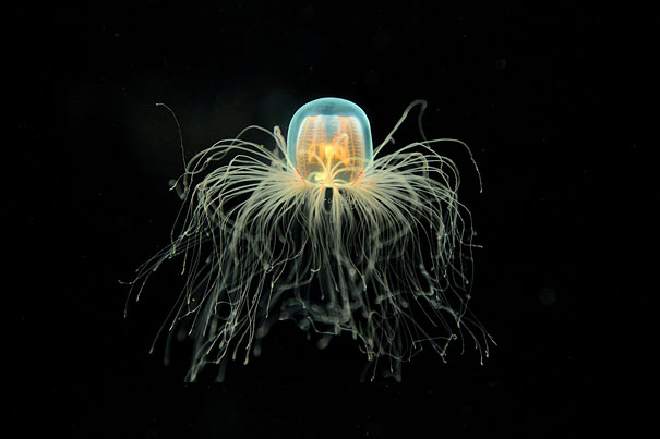 immortal-jellyfish-turritopsis-nutricula-3.jpg