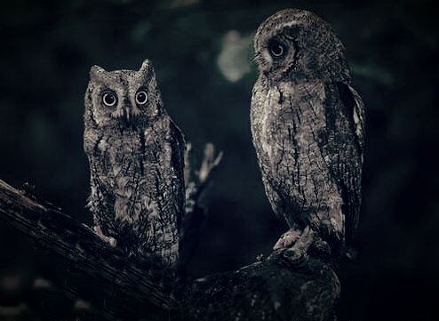 Chouettes et Hiboux -Owls-