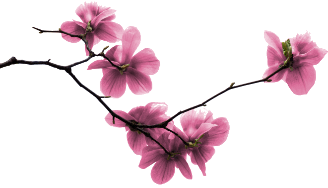 https://static.blog4ever.com/2014/07/779221/branche-fleur-feuille-rose131205-1-.gif