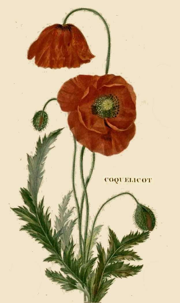 Coquelicot.jpg