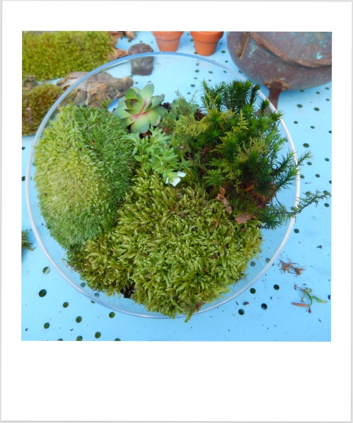 Jardin d'intérieur:On met la mousse et les plantes en place