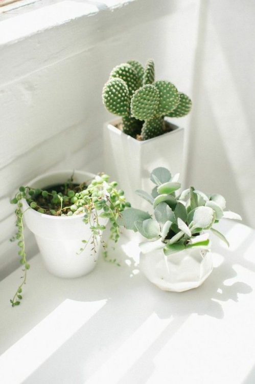 Inspiration succulentes en pots 2