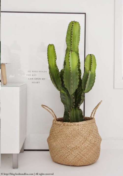 Inspiration cactus