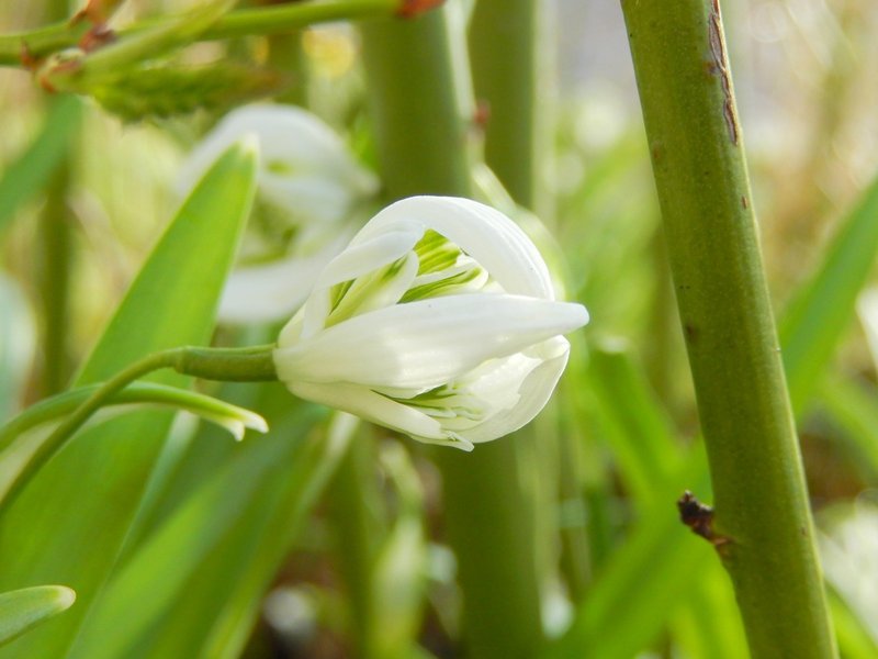 perce neige