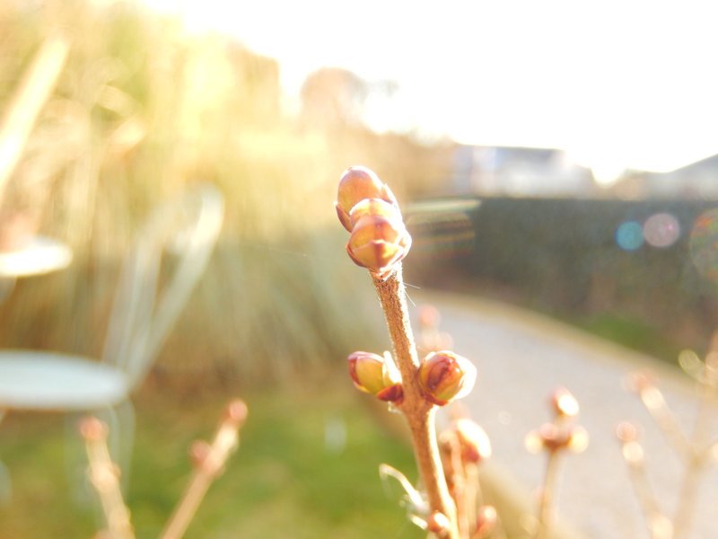 au jardin