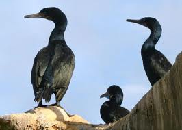 Cormorans 01.jpg