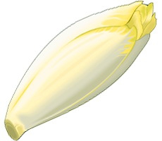 Endive.jpg