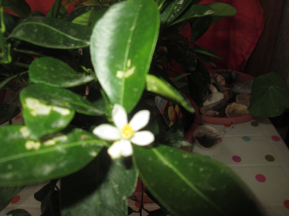 Fleur d'oranger Calamondin.JPG